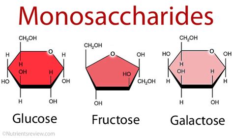 Example Of Monosaccharide